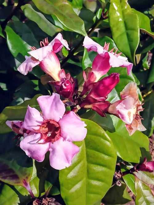 Strophanthus Gratus/ Climbing Oleander/ Rose Allamanda/ Fragrant Flower Plant