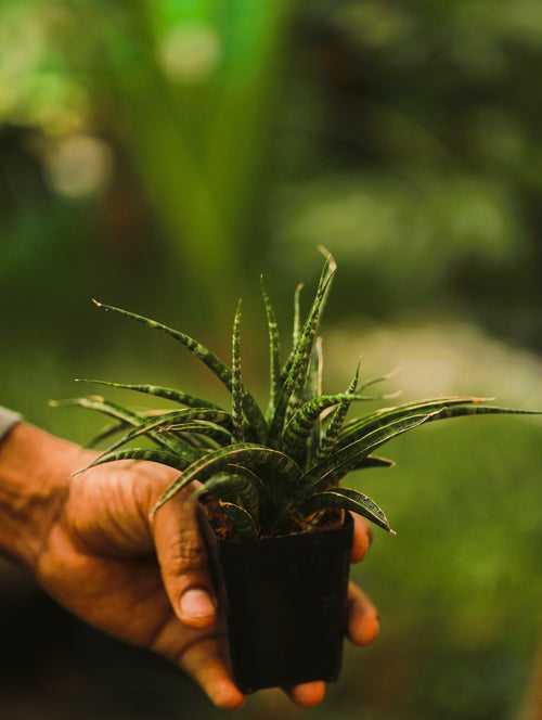 Sansevieria Bacularis 'Mikado'