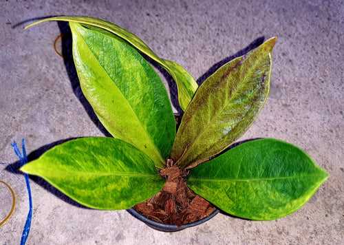 Anthurium Jenmanni Vareigated