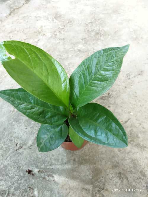 Anthurium Jenmanni