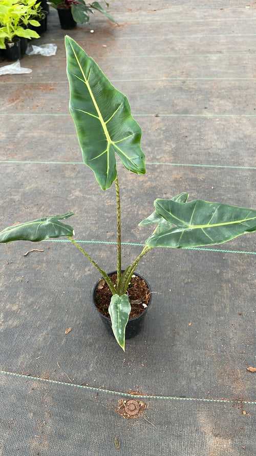 Alocasia Sarain