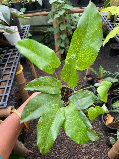 Calathea Musaica