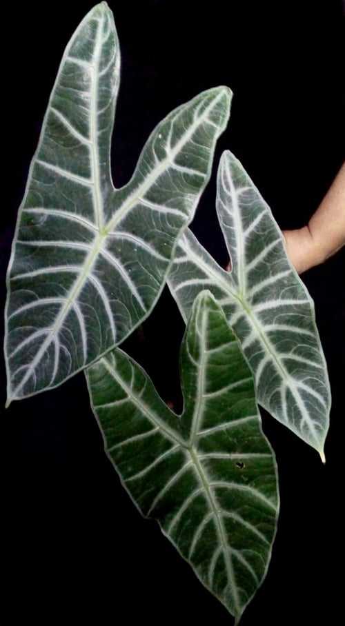 Alocasia Longiloba