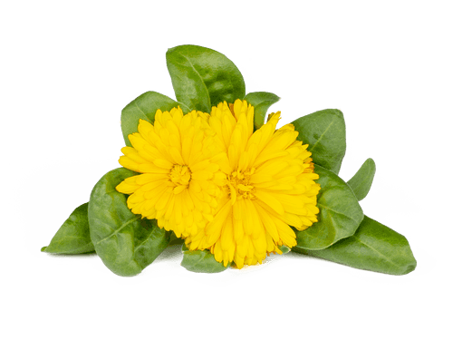 Calendula