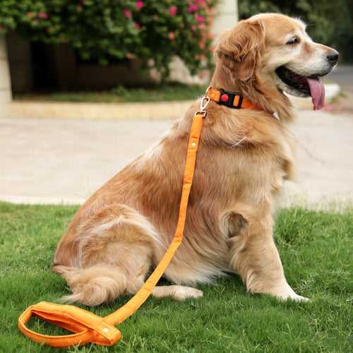 Gooseberry Collar + Leash (Water Resistant)