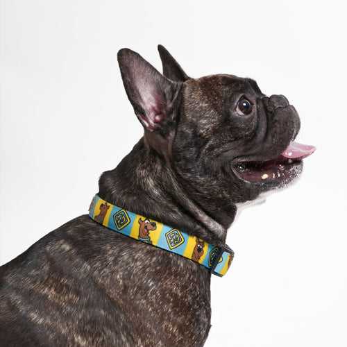 Scooby Dooby Doo Dog Collar