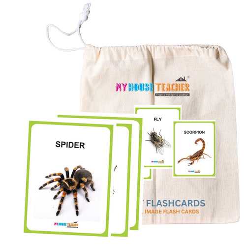 Premium Insects Flash Cards for Kids