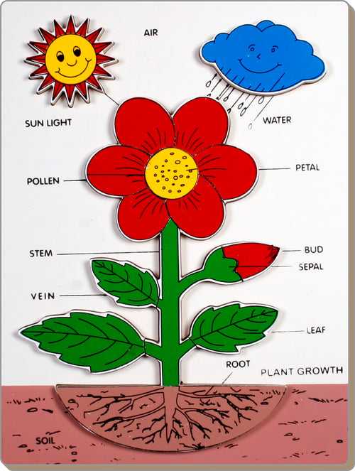 Wooden Educational Plant Growth Puzzle