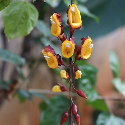 Thunbergia Mysorensis