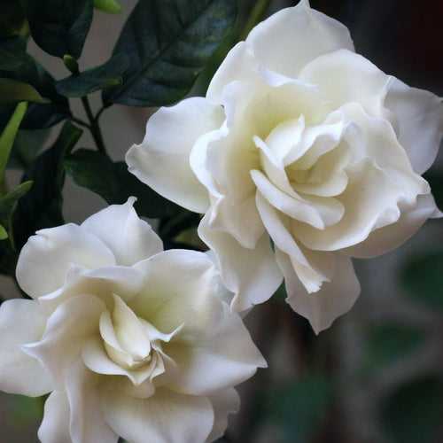 Gardenia