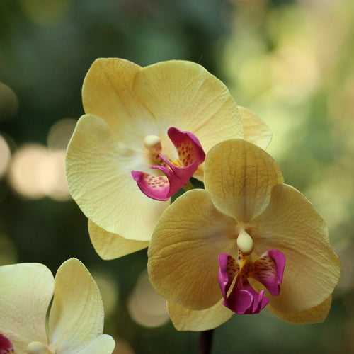 Phalaenopsis/ Moth orchid