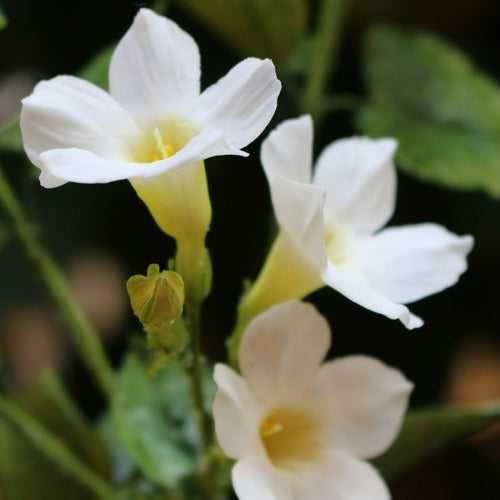 Ipomoea Lacunosa