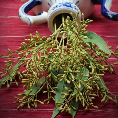 Eucalyptus Seeds