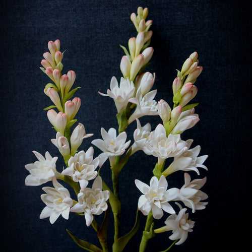 Tuberose