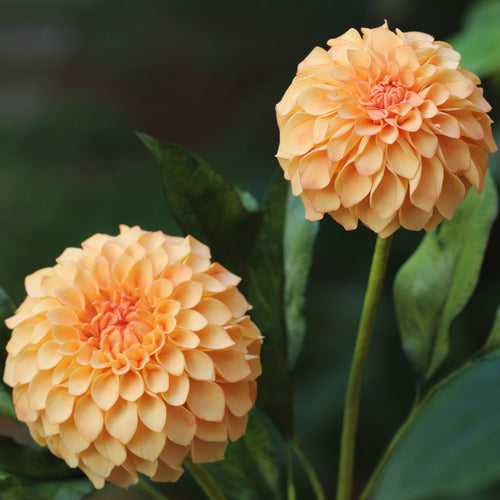 Pom Pom Dahlia Masterclass