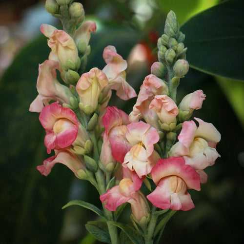 Snapdragon