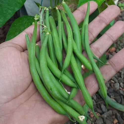 Kutti Beans ( Komal )| Bush Beans Seeds