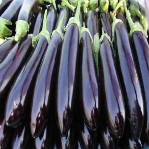 Black Long Vazhuthana Brinjal Seed | Egg Plant