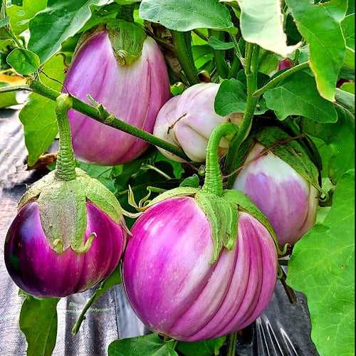 Snow Ball Violet Brinjal Seeds | Vazhuthana Seeds