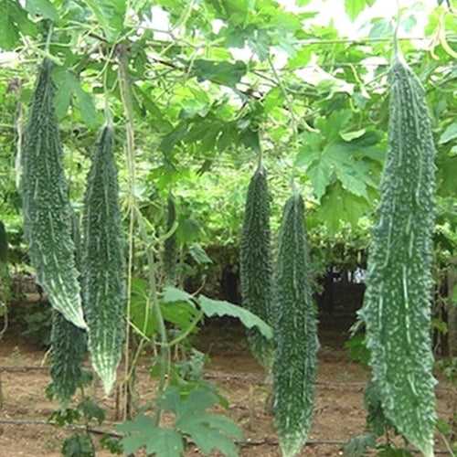 Hybrid Paval Seeds ( Pali F1 ) | Bitter Gourd Seeds