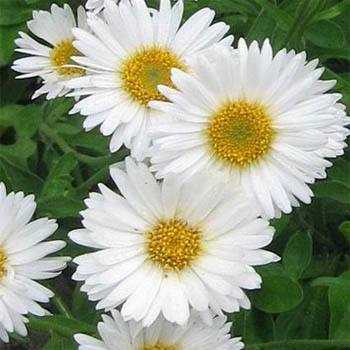 Cream Colour China Aster Daisy Flower Seeds