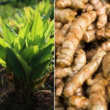 Manjal Vithu | Turmeric Roots ( 850 g )