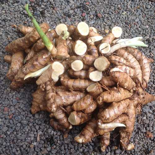 Kasturi Manjal Vithu ( 400 g ) | Rare Curcuma AROMATICA Wild Turmeric Rhizomes