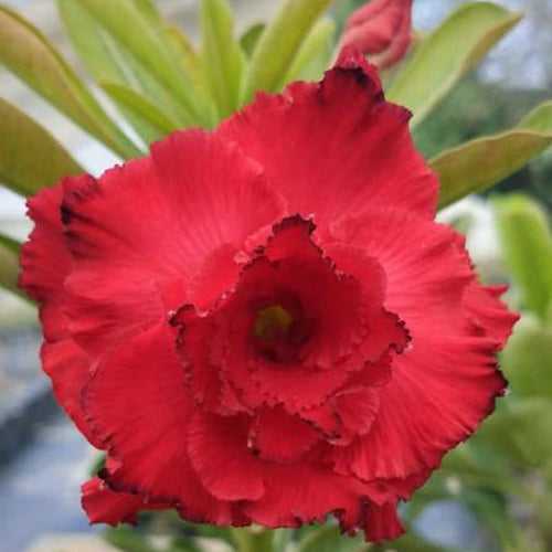 Miss Moscow Adenium Plant, Desert Rose AD05