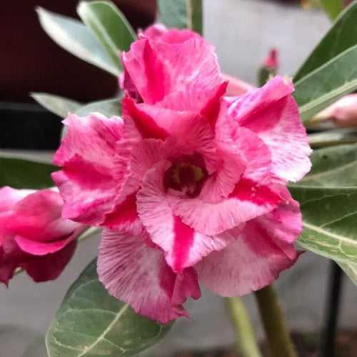 Triple Amazing Thailand Adenium Plant, Desert Rose AD09