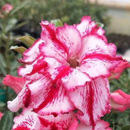 Supernova Adenium Plant, Desert Rose AD13