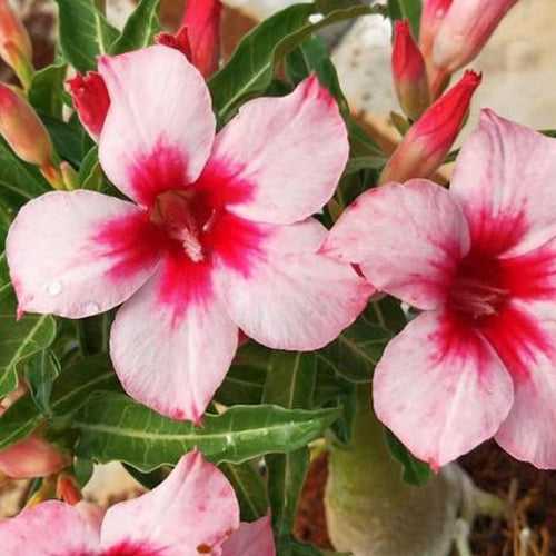 Bright Gem Adenium Plant, Desert Rose AD17