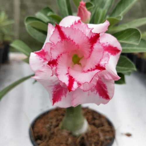 Song of India Adenium Plant, Desert Rose AD21
