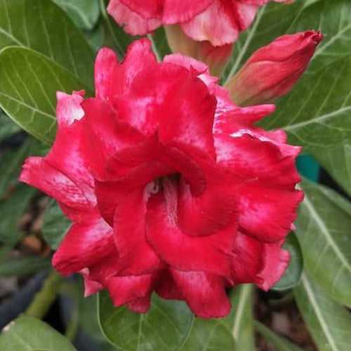 Siam Pink Camellia Adenium Plant, Desert Rose AD24