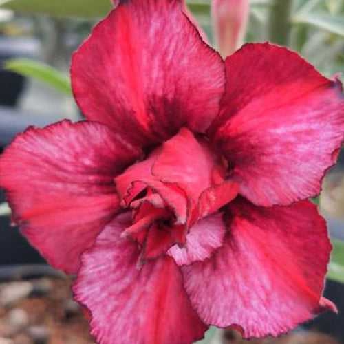 Desert Scarlet Adenium Plant, Desert Rose AD32