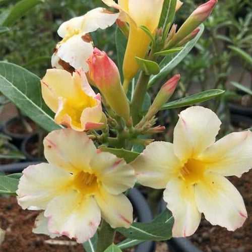 Silk of Yellow Adenium Plant, Desert Rose AD37