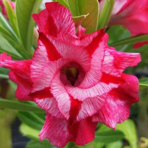 Taiwan Adenium Adenium Plant, Desert Rose AD46