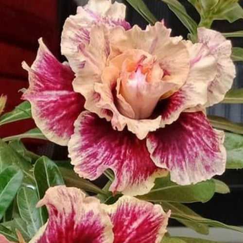 Blushing Floret Adenium Plant, Desert Rose AD47