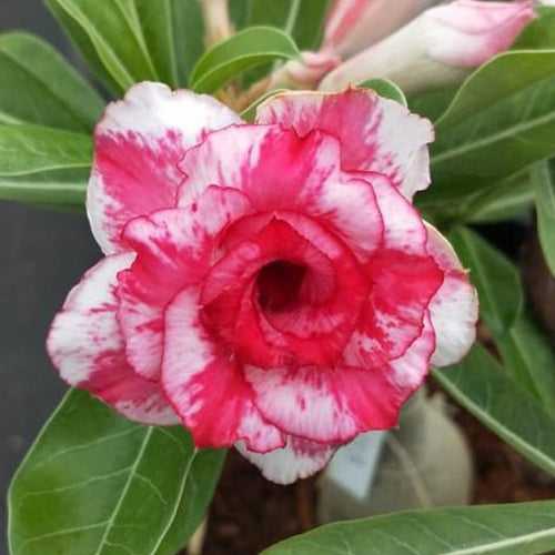 Royal Paradise  Adenium Plant, Desert Rose AD48