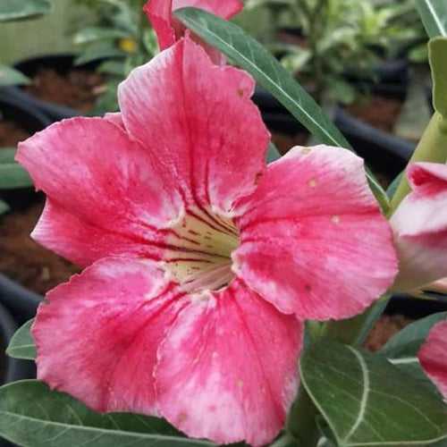 Ortal Adenium Adenium Adenium Plant, Desert Rose AD49