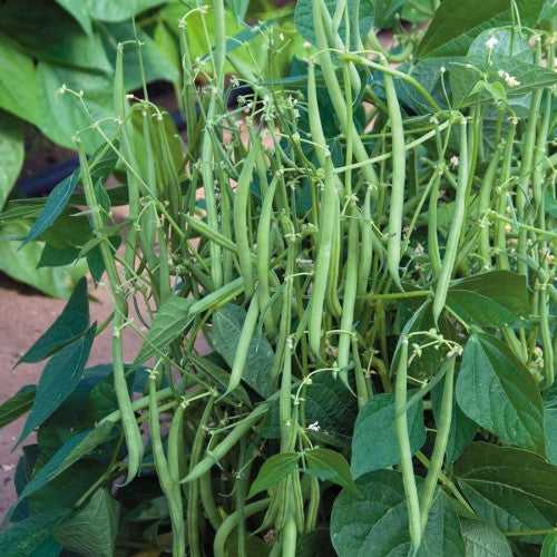 Hybrid Kutti Beans | Bush Beans Seeds