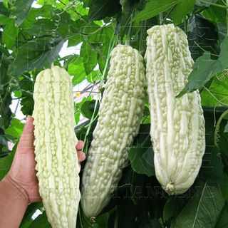 White Paval Seeds | Bitter Gourd Seeds