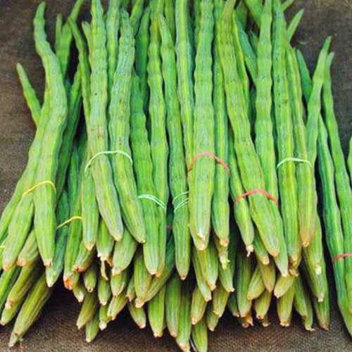 Chedi Muringa | Dwarf Drumsticks, Moringa Oleifera Vegetable Seeds