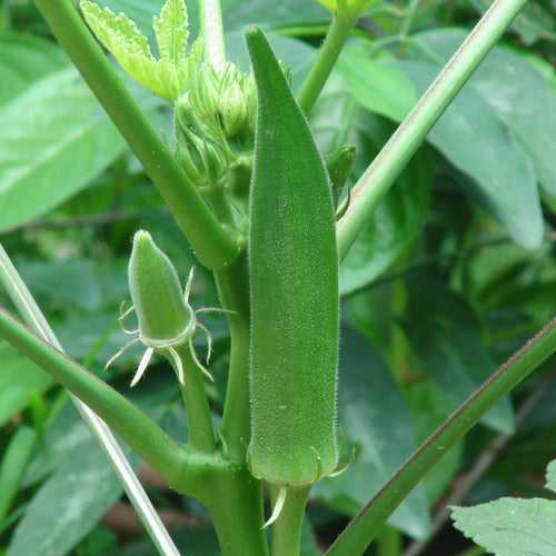 Green Venda P5 Seeds | Okra
