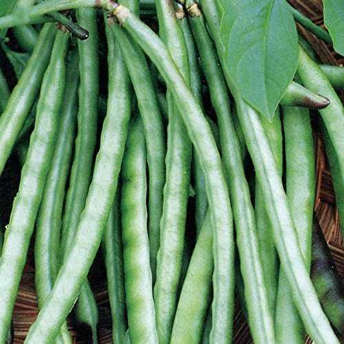 Kanakamani Kutti Payar Seeds | Green Long Cowpea Beans