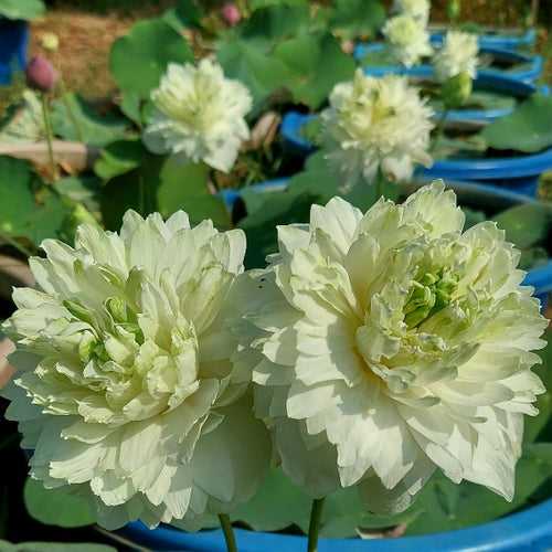 White Peony Lotus Tuber LT02