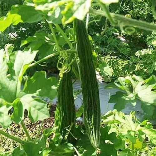 Green Long Paval Seeds (Monika) | Bitter Gourd Seeds