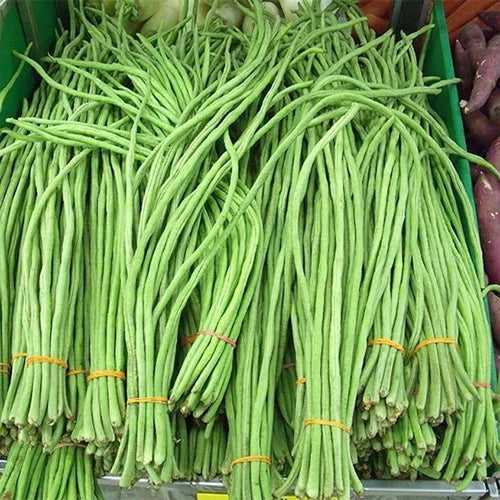1.5 Metre long Payar Seeds ( Kanjikuzhi ) | Green Long Beans