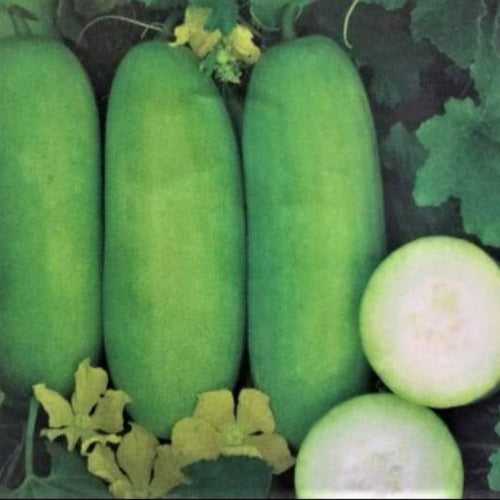 Tsunami Kumbalam Vegetable Seeds | Ash Gourd