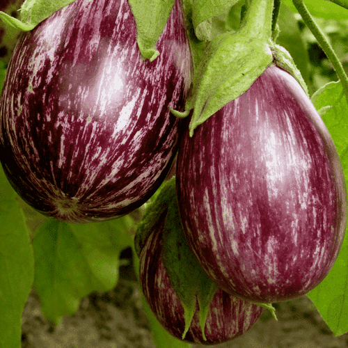 Vazhuthana Brinjal Seed Co2 | Egg Plant