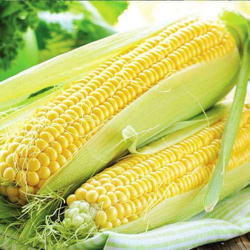 Hybrid Corn Seeds